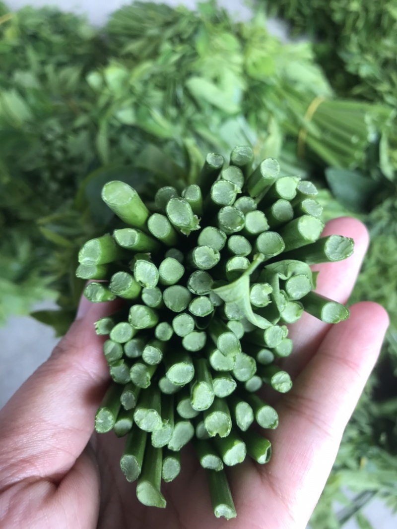 易农果蔬精品树仔菜天禄香泰国枸杞益肝菜