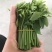 易农果蔬精品树仔菜天禄香泰国枸杞益肝菜