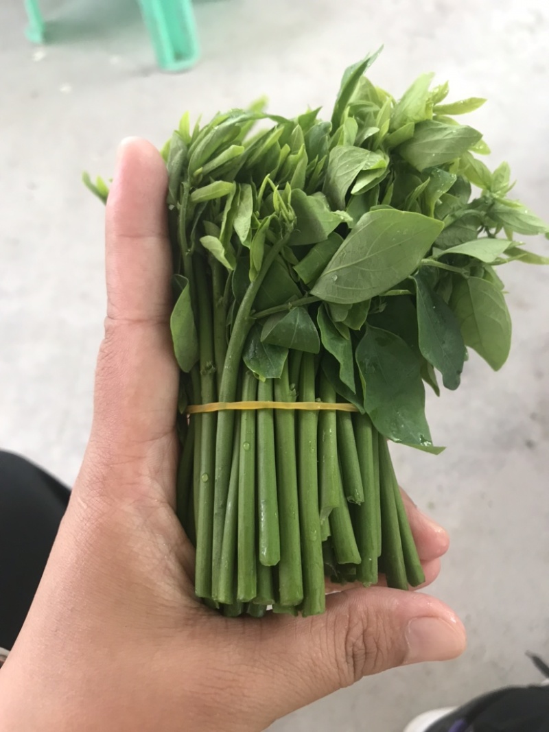 易农果蔬精品树仔菜天禄香泰国枸杞益肝菜