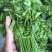 易农果蔬精品树仔菜天禄香泰国枸杞益肝菜