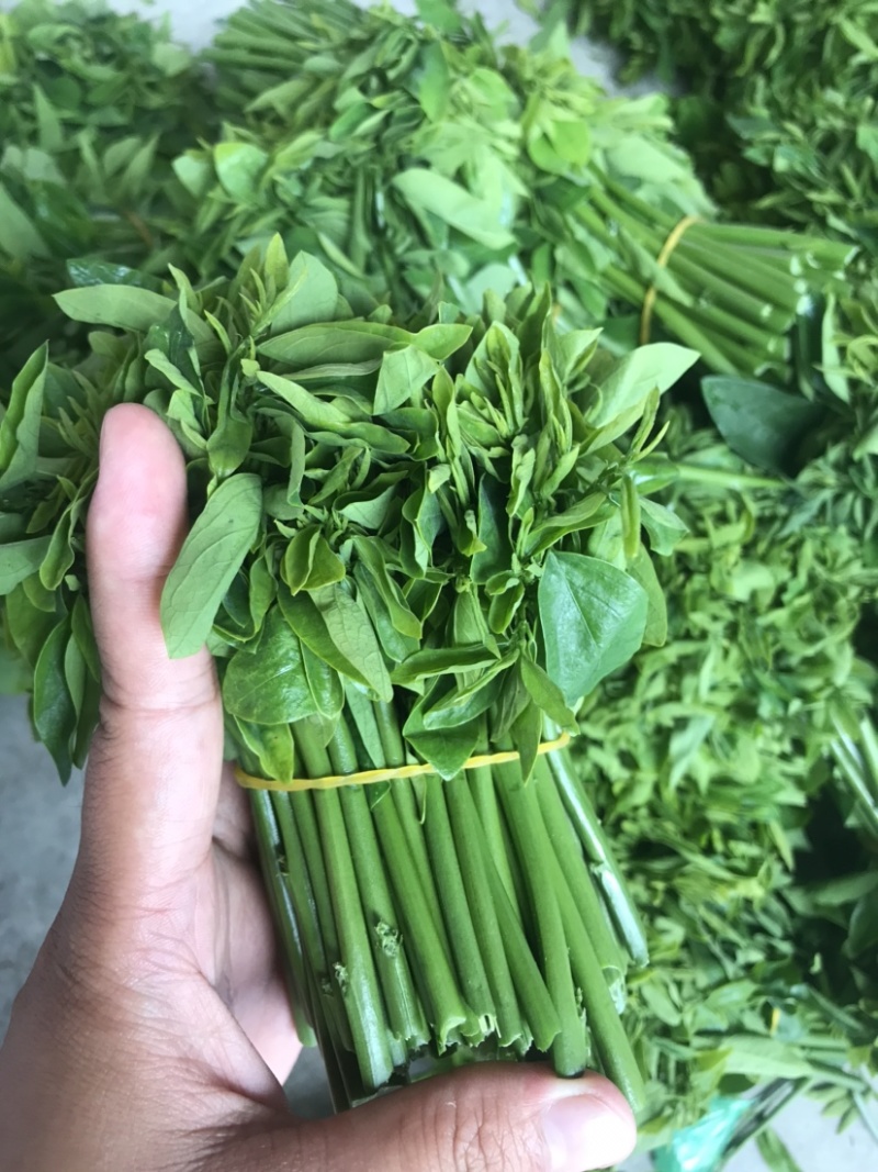 易农果蔬精品树仔菜天禄香泰国枸杞益肝菜