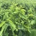 易农果蔬精品树仔菜天禄香泰国枸杞益肝菜