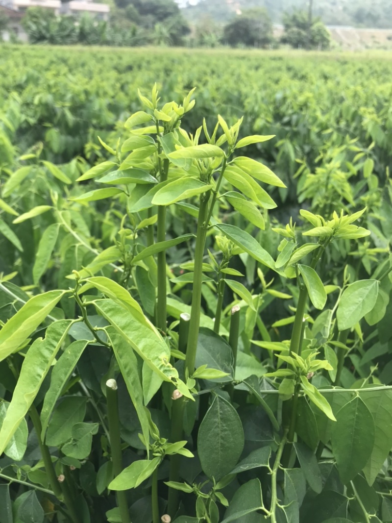 易农果蔬精品树仔菜天禄香泰国枸杞益肝菜