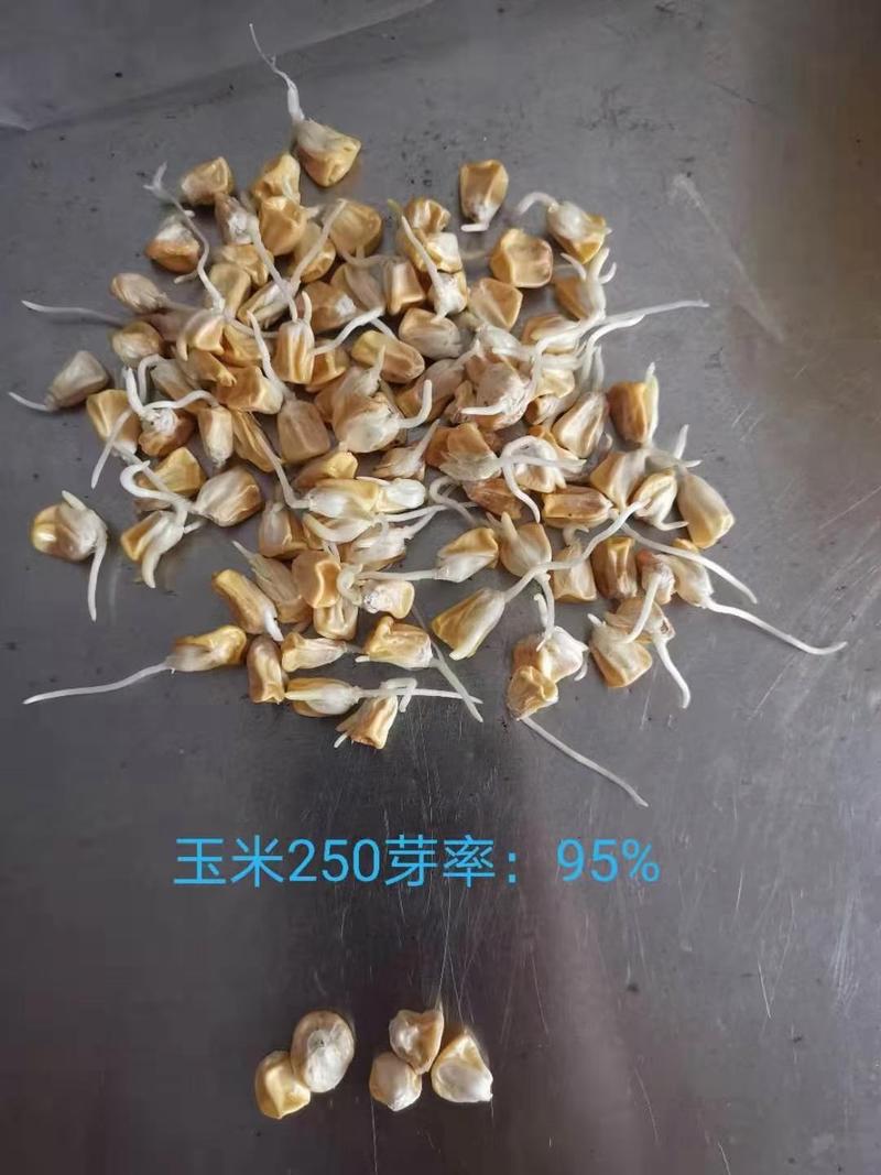 奇珍208双色甜玉米种子，产量高，大棒皮薄渣少、香甜多汁