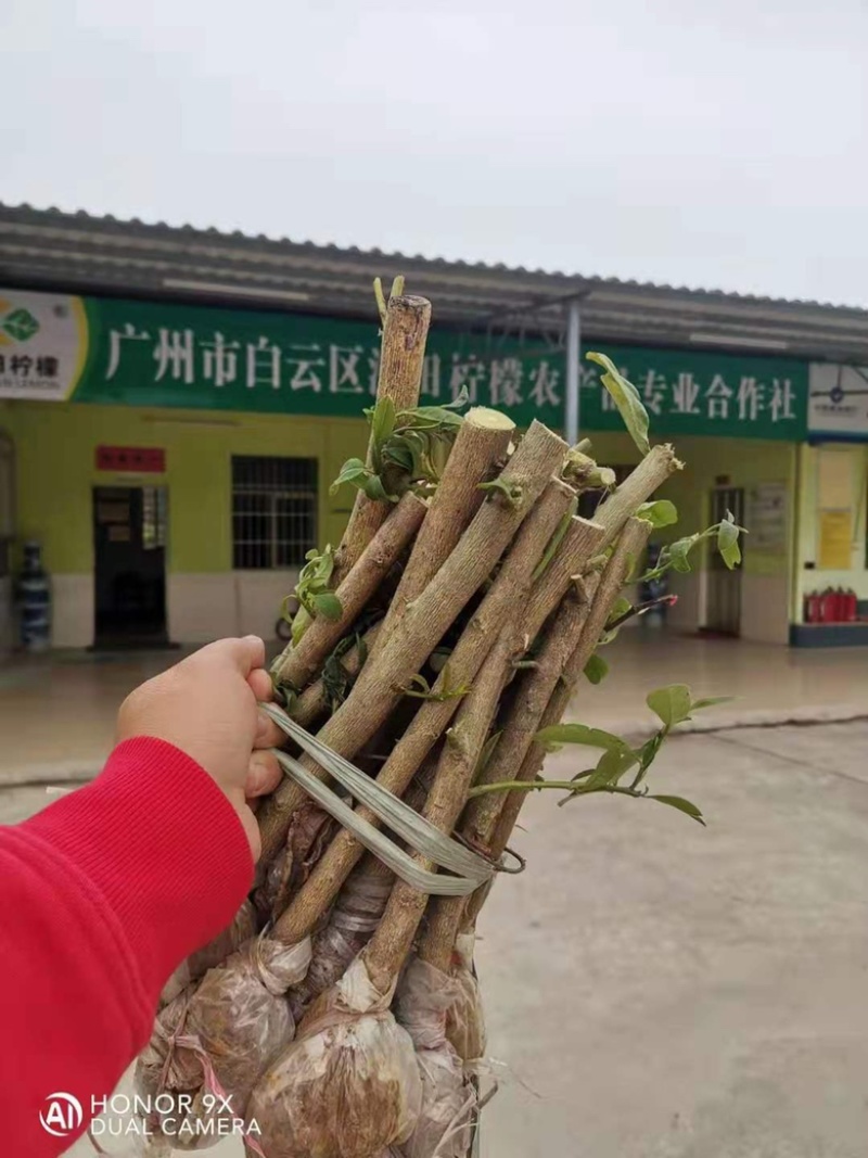 香水柠檬苗易成活易管理产量高四季结果免费提供技术