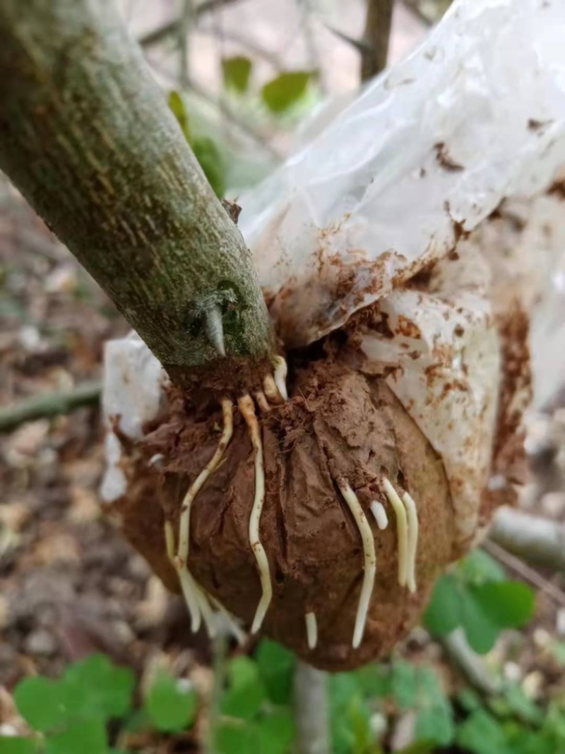 香水柠檬苗易成活易管理产量高四季结果免费提供技术