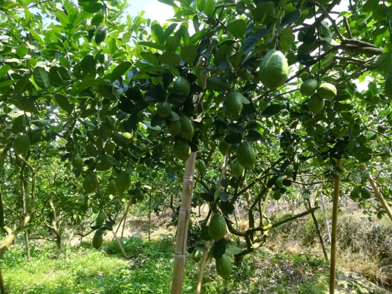 香水柠檬苗易成活易管理产量高四季结果免费提供技术