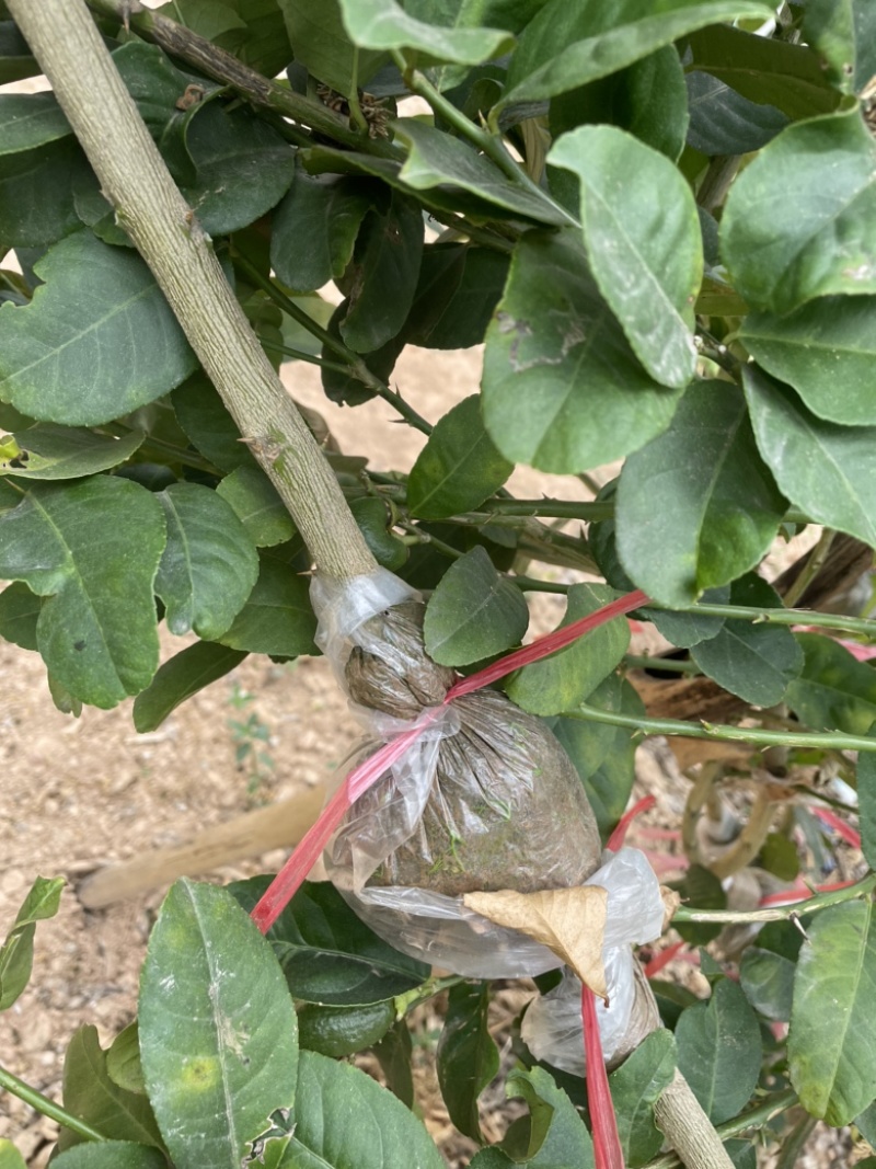 香水柠檬苗易成活易管理产量高四季结果免费提供技术