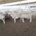 小尾寒羊基地养殖支持视频看货全国发货