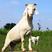 美国白山羊种羊公羊怀孕母羊自家养殖可视频看货全国包邮