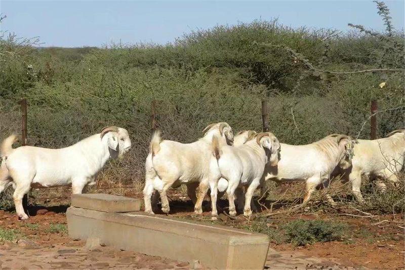 美国白山羊种羊公羊怀孕母羊自家养殖可视频看货全国包邮