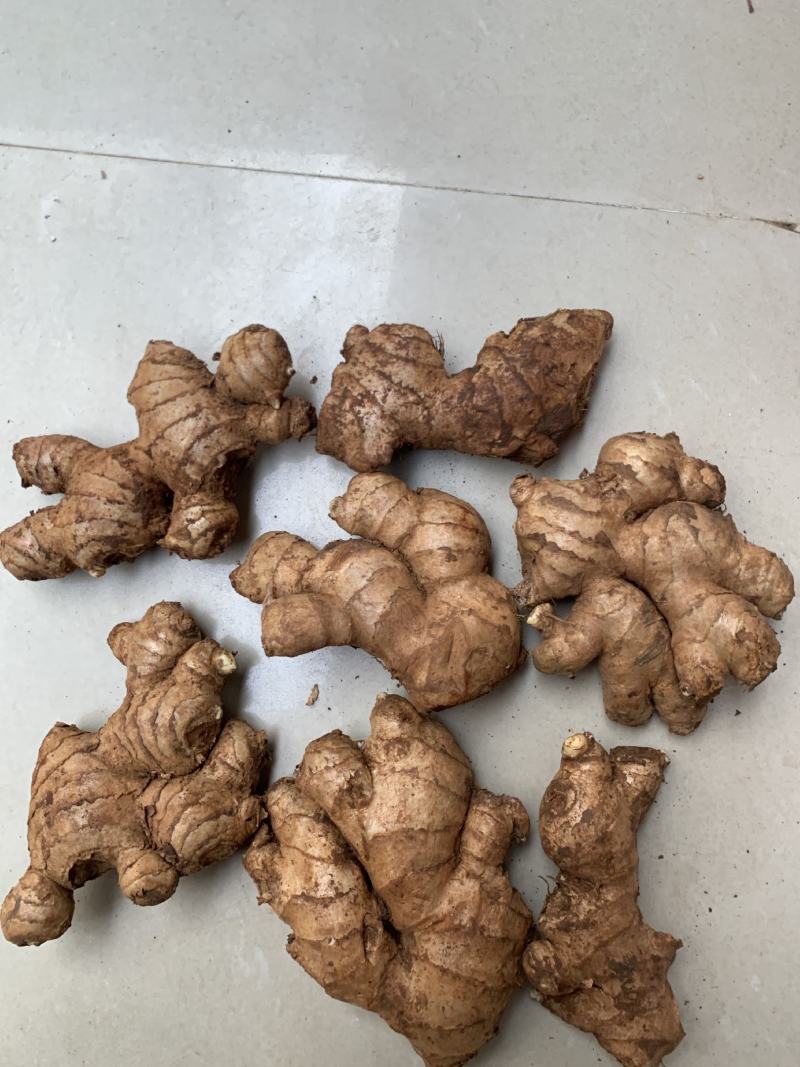 缅甸青姜（母姜）大量批发