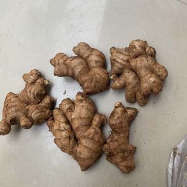 缅甸青姜（母姜）大量批发