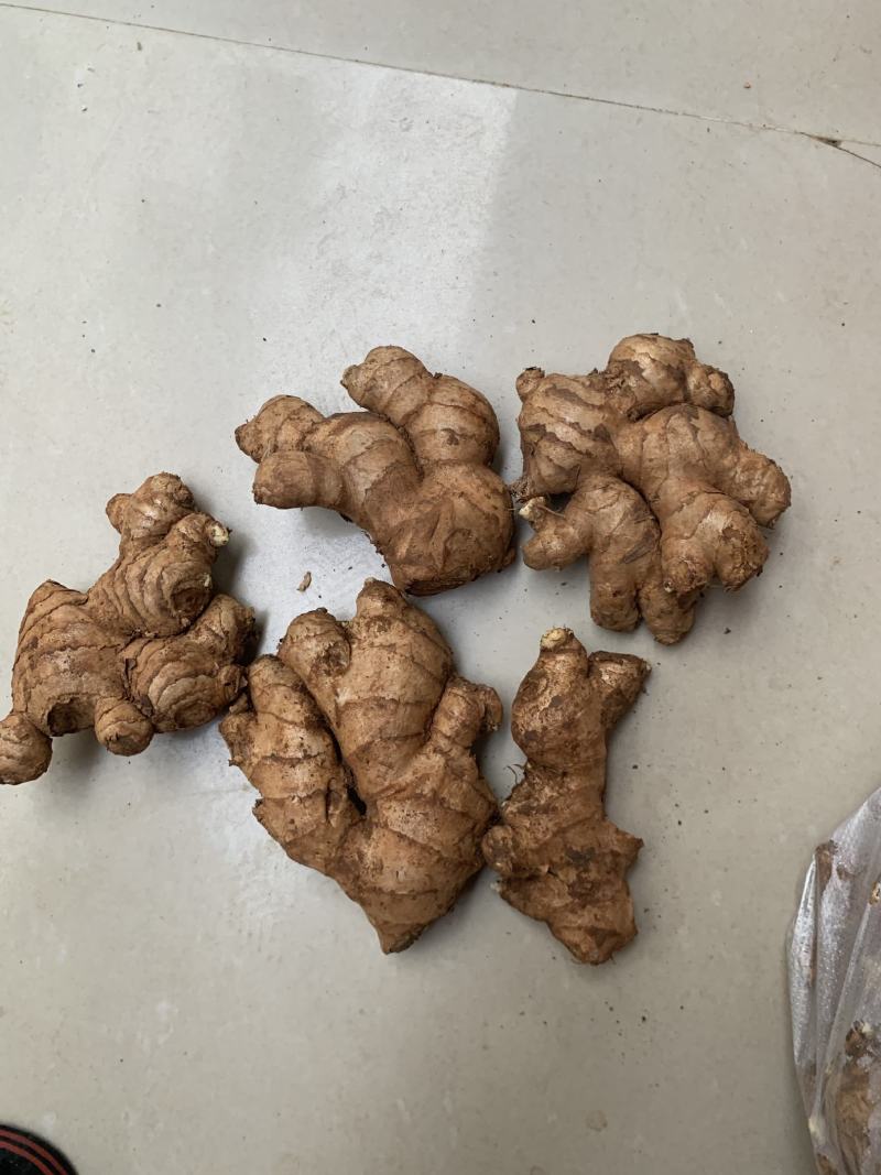缅甸青姜（母姜）大量批发