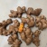 缅甸青姜（母姜）大量批发