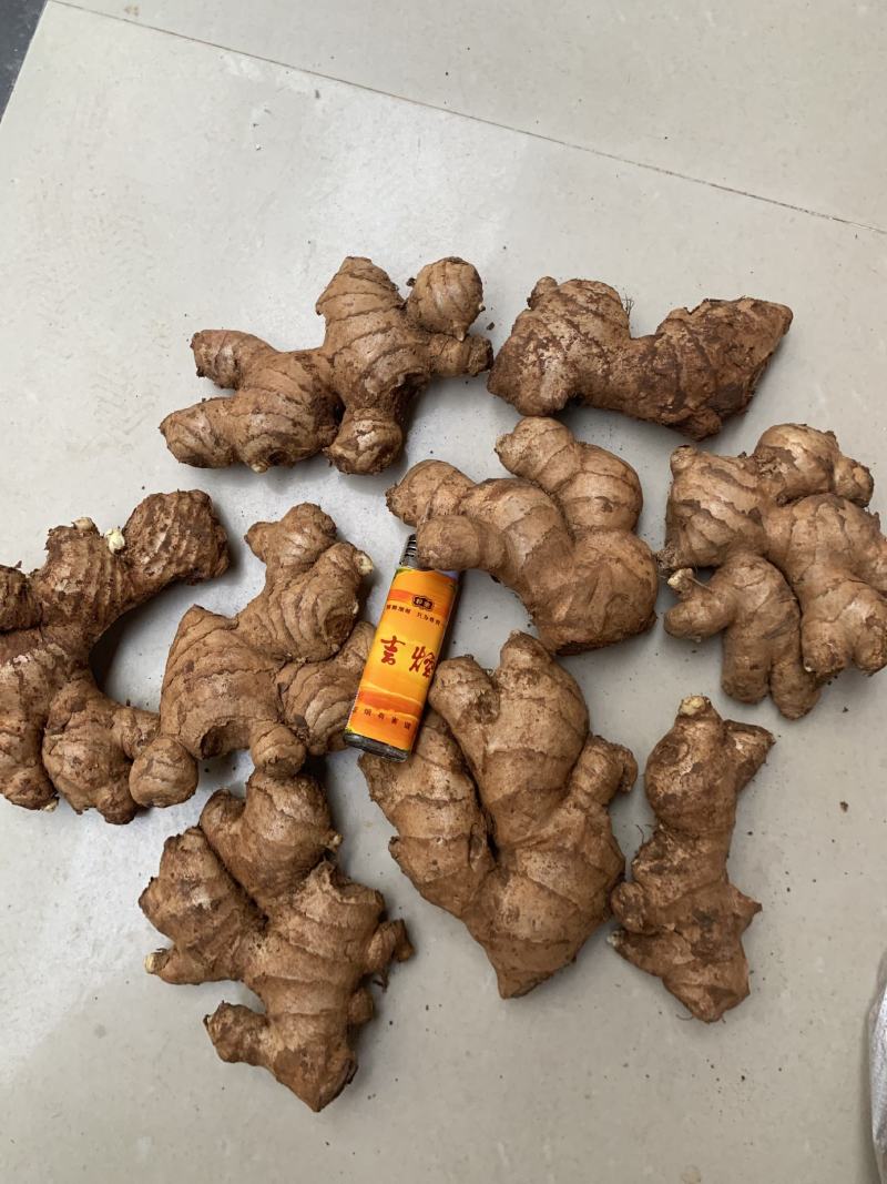 缅甸青姜（母姜）大量批发