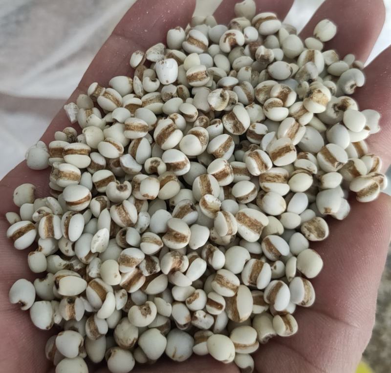 热销产品薏仁，颗粒饱满，质量保证