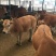 鲁西黄牛犊自由挑选全国免费送货支持货到付款