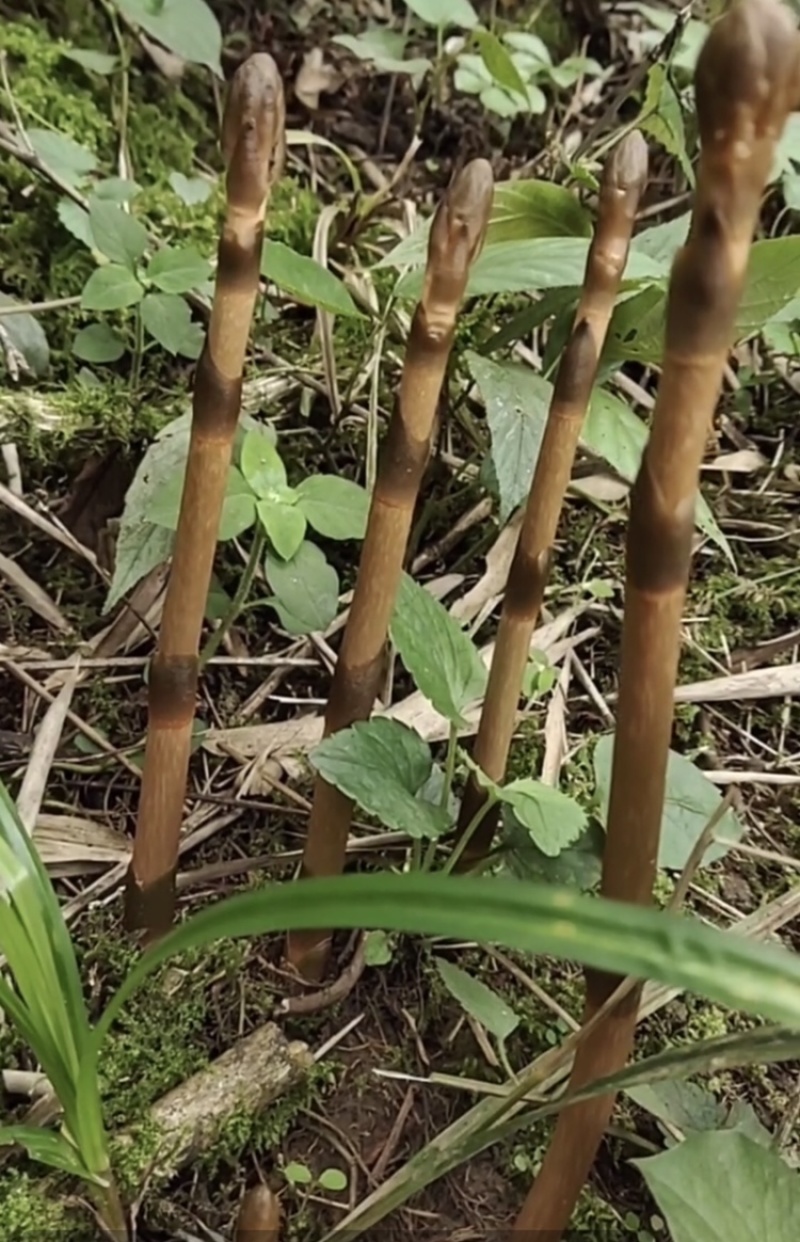 天麻