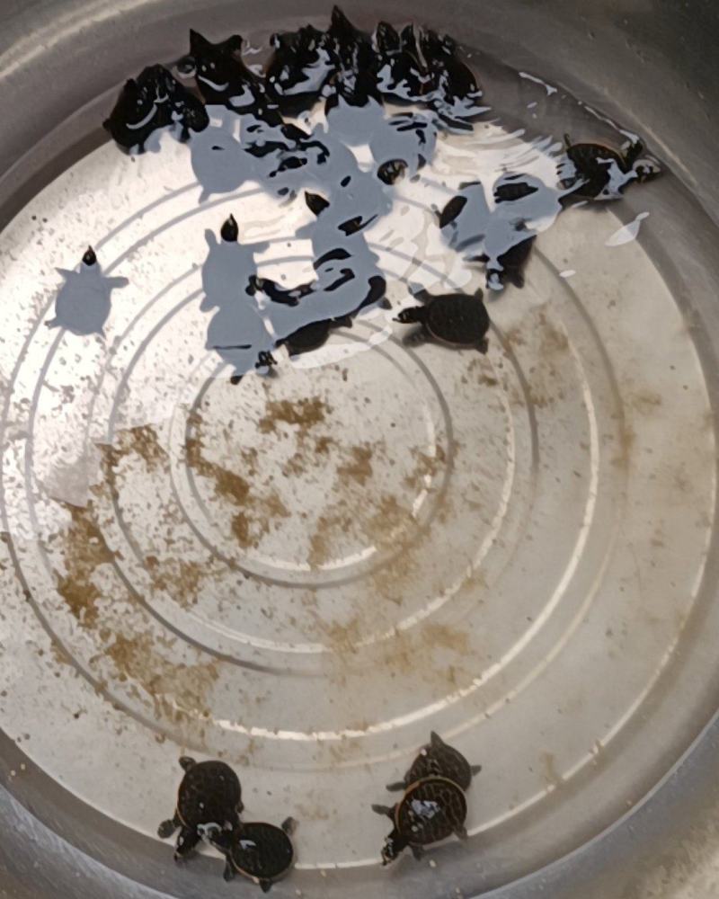 今年头苗珍珠鳖苗，珍珠鳖，黄沙鳖苗，大纯外塘成活率高。