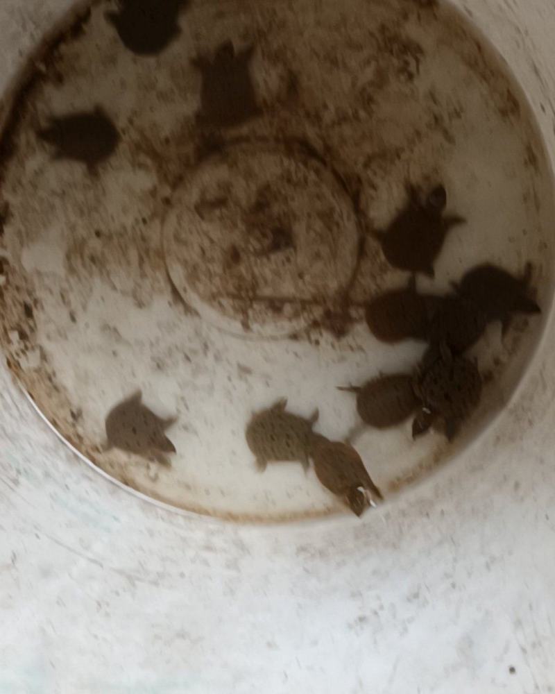 今年头苗珍珠鳖苗，珍珠鳖，黄沙鳖苗，大纯外塘成活率高。