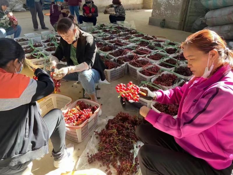 新疆吐鲁番玻璃翠葡萄产地直发一件代发批发顺丰包邮包售后