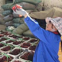 新疆吐鲁番玻璃翠葡萄产地直发一件批发顺丰包售后