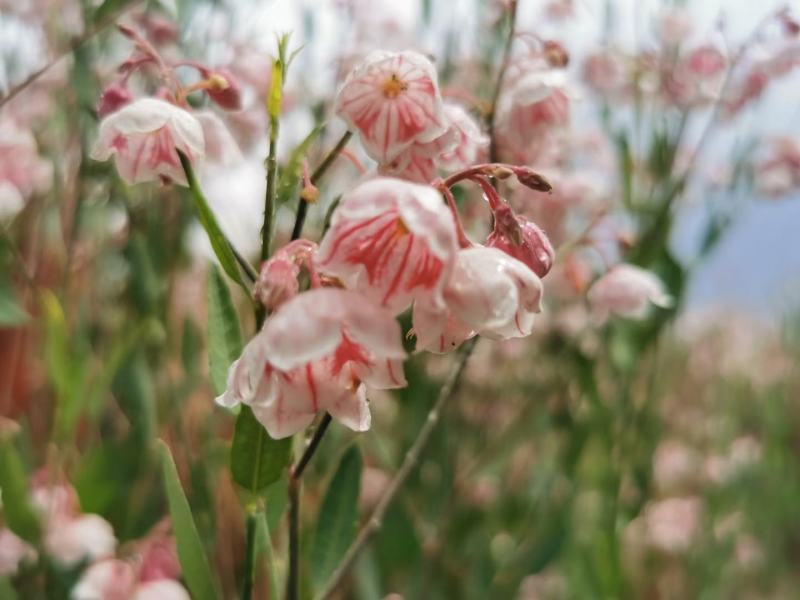 新疆枣花蜜，罗布麻蜜上市。(量大可商议)