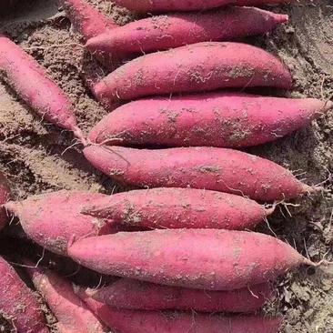 开封西瓜红红薯，产地现挖现发，商超专供，