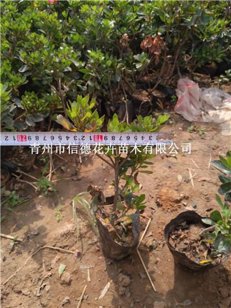 石岩杜鹃，耐寒品种，一手货源，大量有货，基地直发