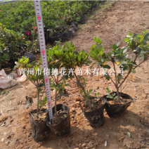 石岩杜鹃，耐寒品种，一手货源，大量有货，基地直发