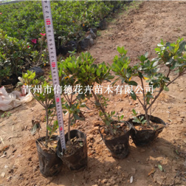 石岩杜鹃，耐寒品种，一手货源，大量有货，基地直发