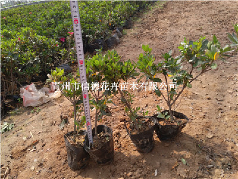 石岩杜鹃，耐寒品种，一手货源，大量有货，基地直发