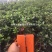 石岩杜鹃，耐寒品种，一手货源，大量有货，基地直发