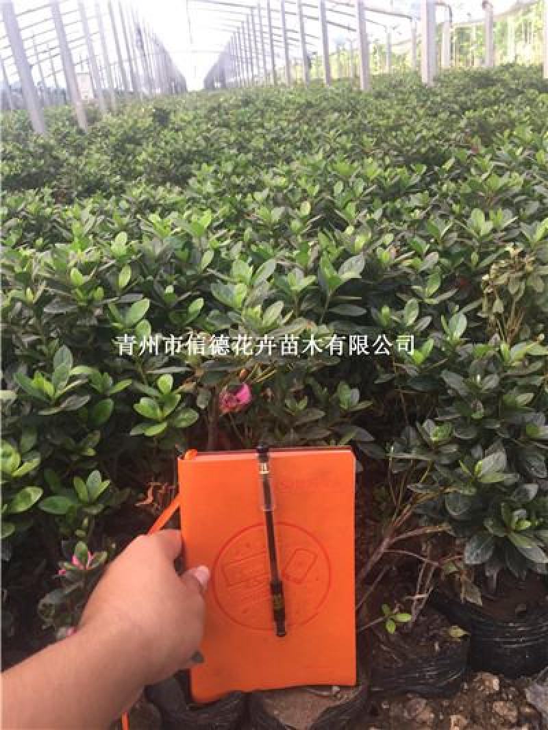 石岩杜鹃，耐寒品种，一手货源，大量有货，基地直发