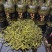 热卖中肾精茶，又称排石茶，男女皆可饮，开水冲服，每天一次