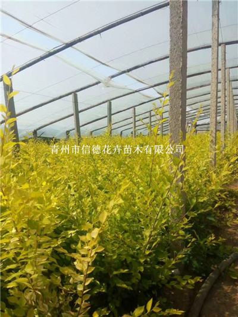 金叶榆，营养钵苗，一手货源，种植基地，大量有货