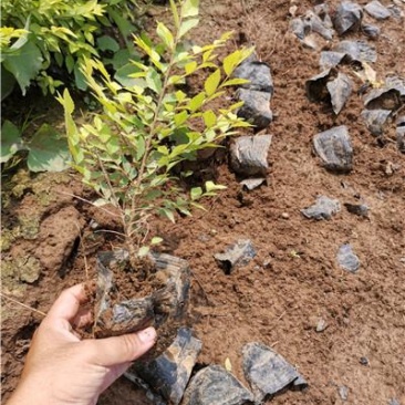 金叶榆，营养钵苗，一手货源，种植基地，大量有货