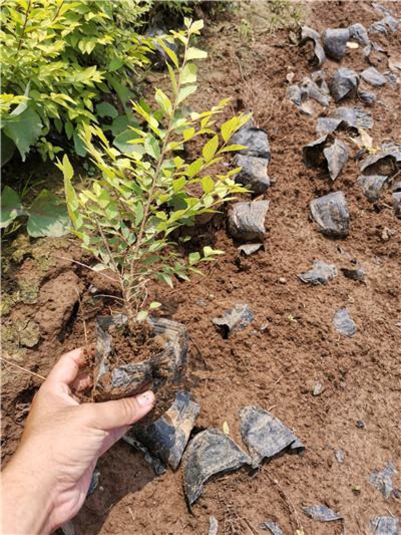 金叶榆，营养钵苗，一手货源，种植基地，大量有货