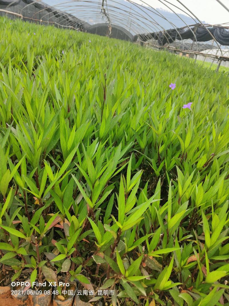翠芦莉