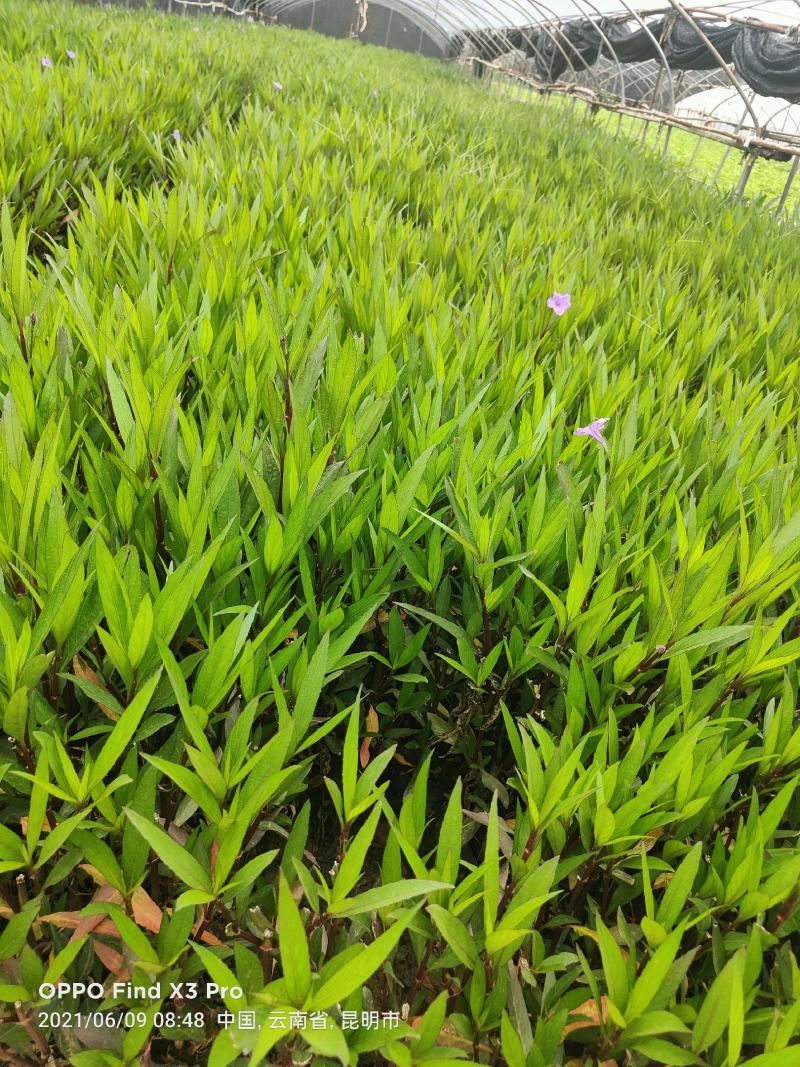 翠芦莉