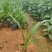 百子莲