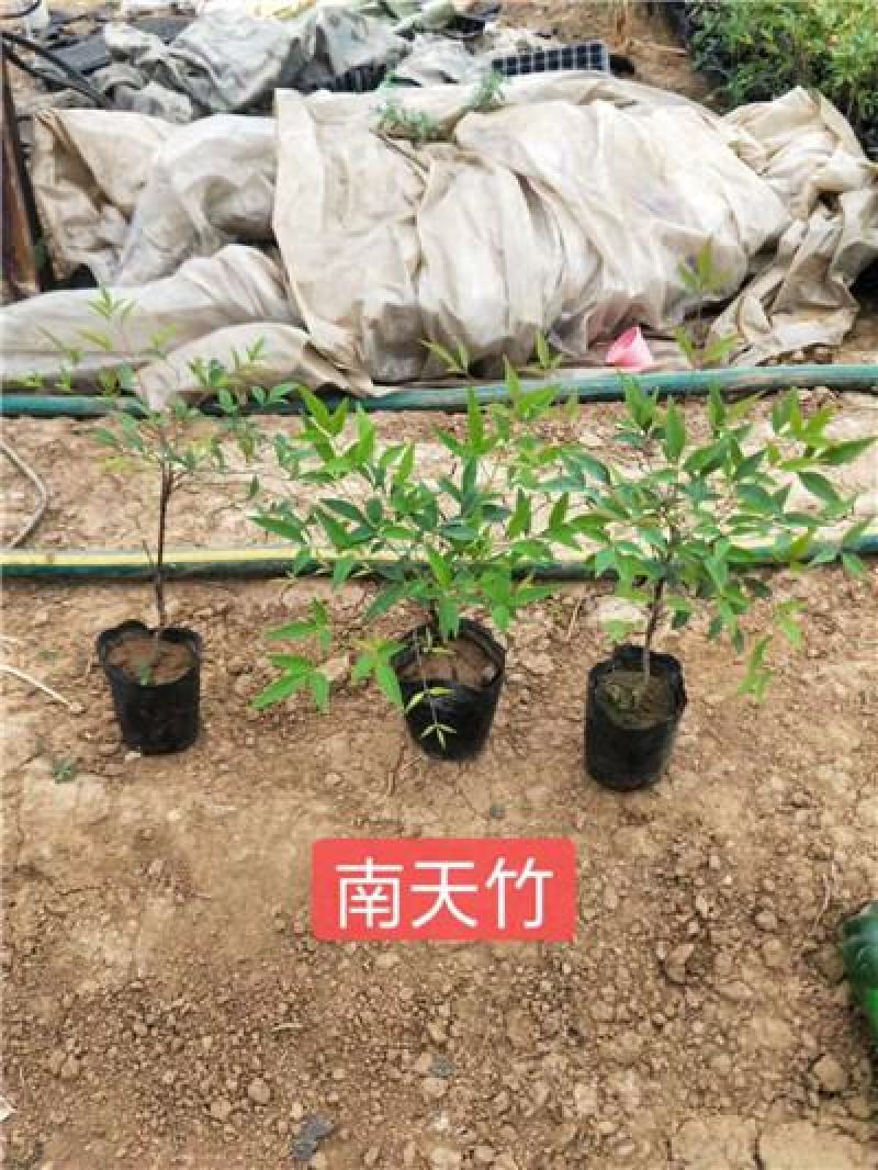 南天竹，一手货源，大量有货，基地直发，批发