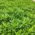 皇冠菊