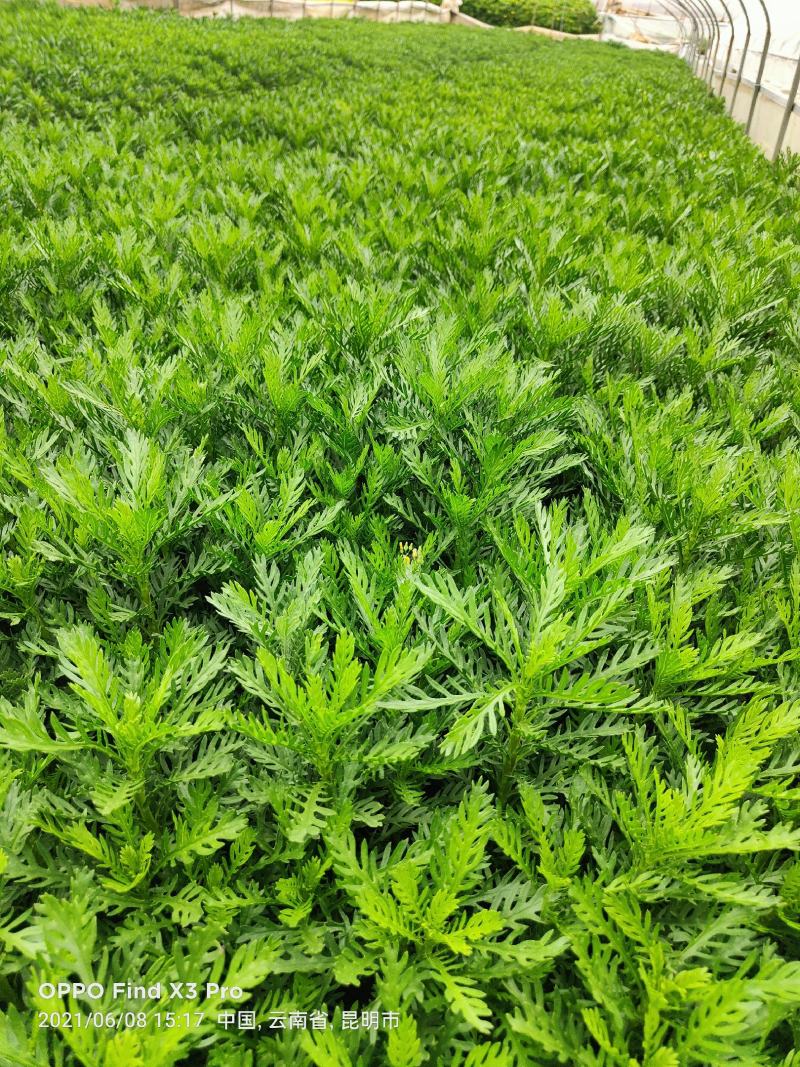 皇冠菊