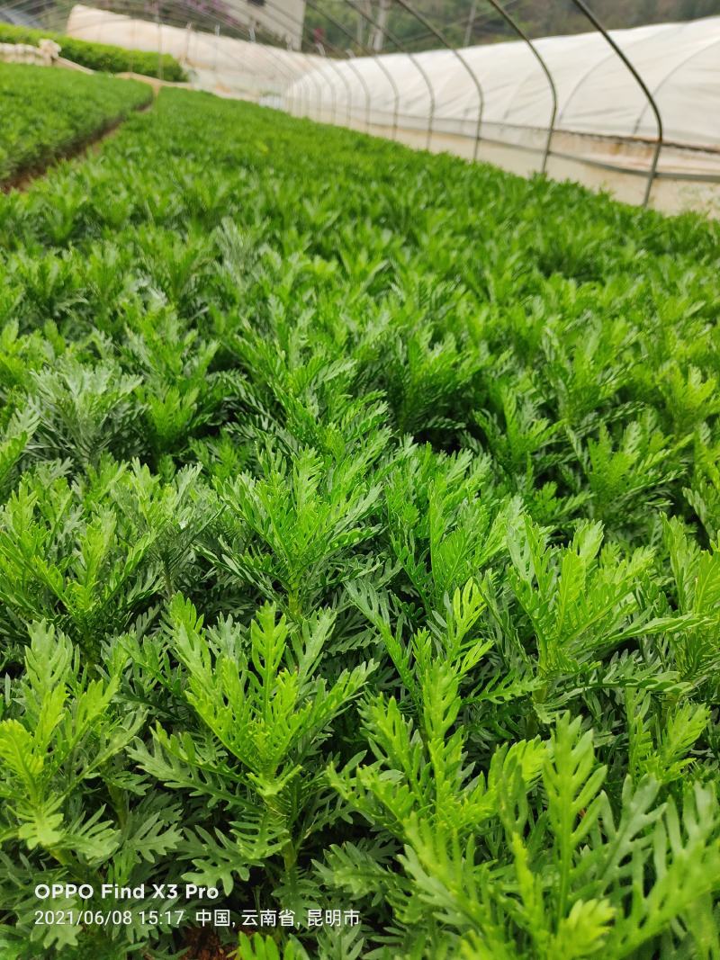 皇冠菊