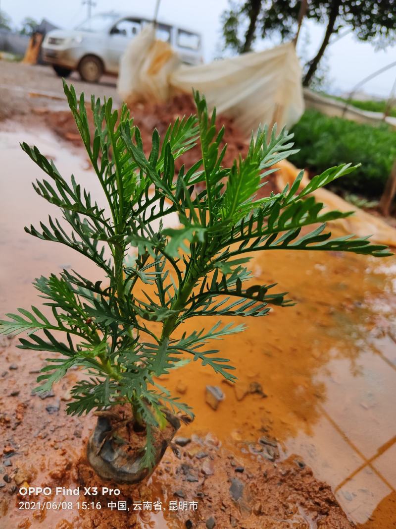皇冠菊