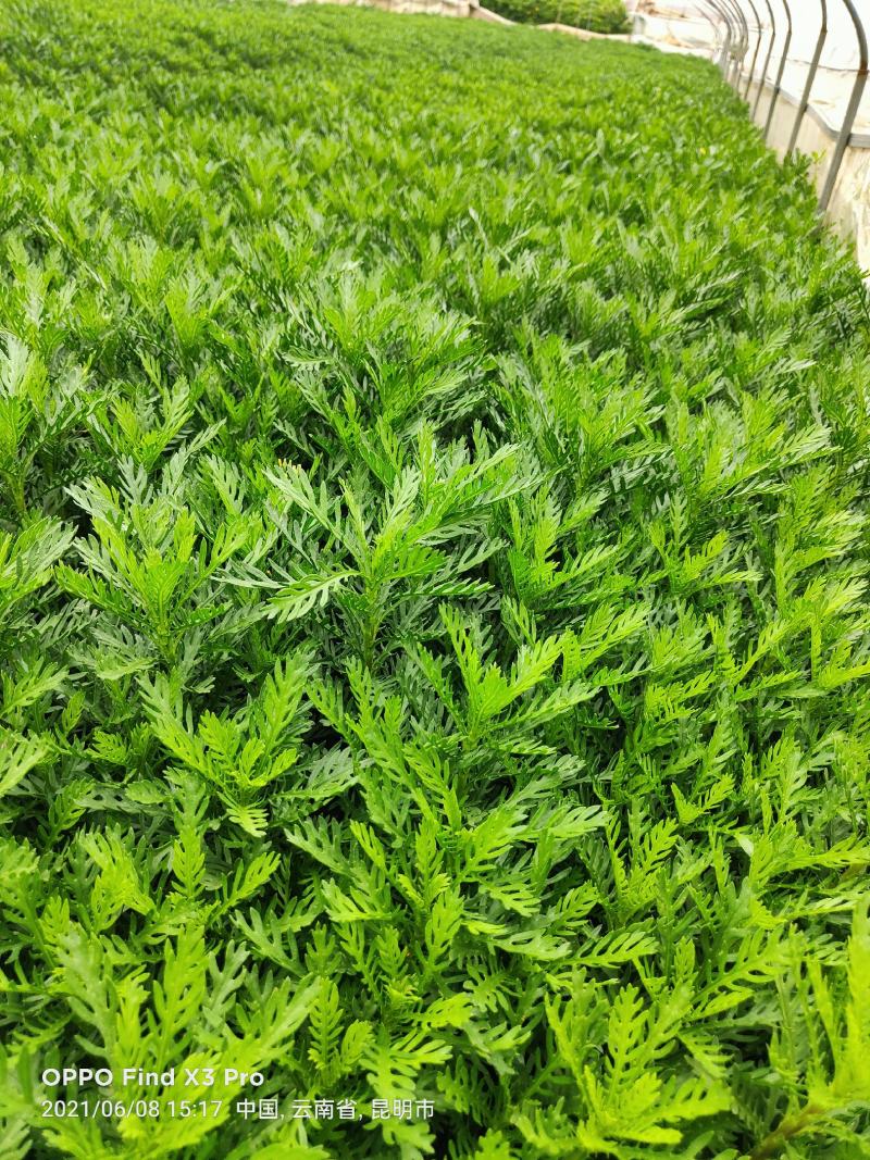 皇冠菊
