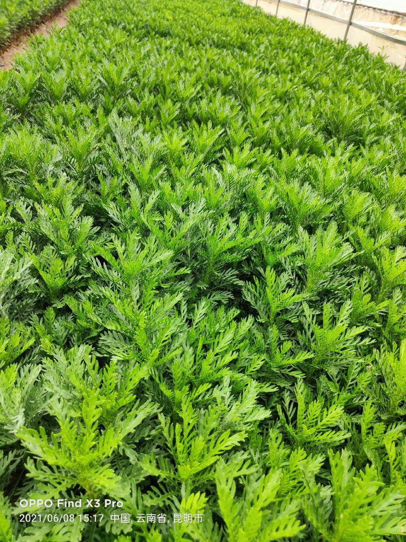皇冠菊