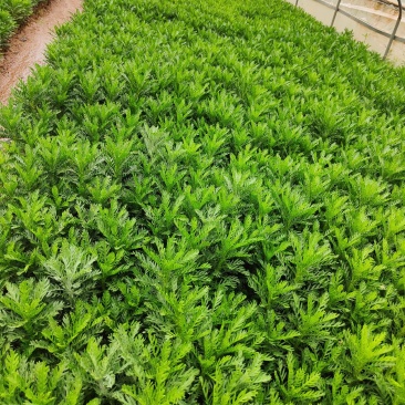 皇冠菊
